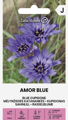 Catananche Amor Blue Seeds